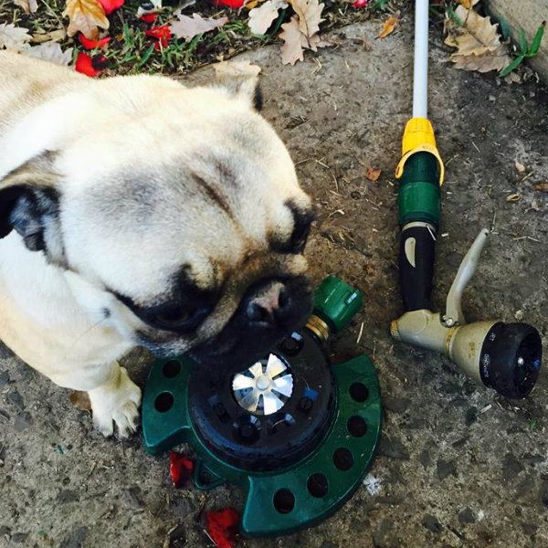 How Your Pets And Plants Can Co-exist